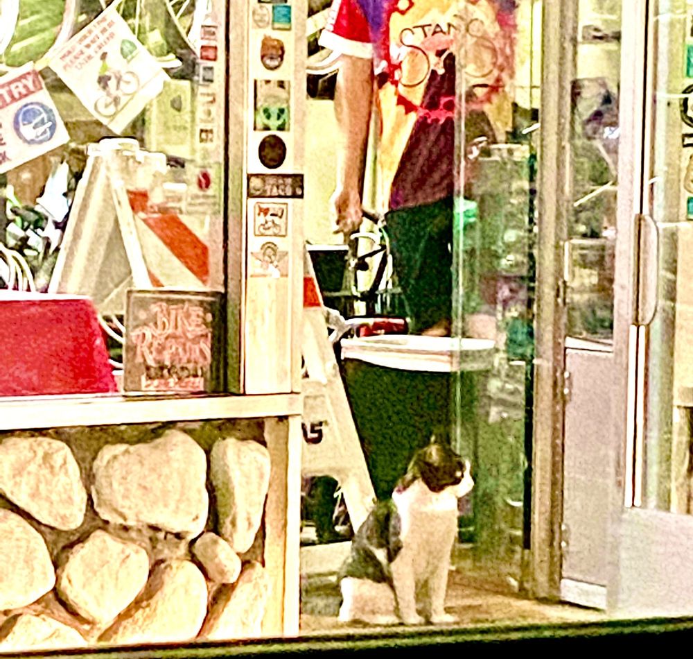 The Stan's Bike Shop cat